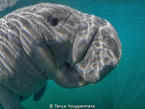 Smile For The Camera!
A manatee in Crystal River, Florida by Tanya Houppermans 